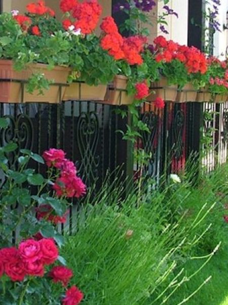 Gradina privata in Bucuresti, in cartierul Bucurestii Noi 1